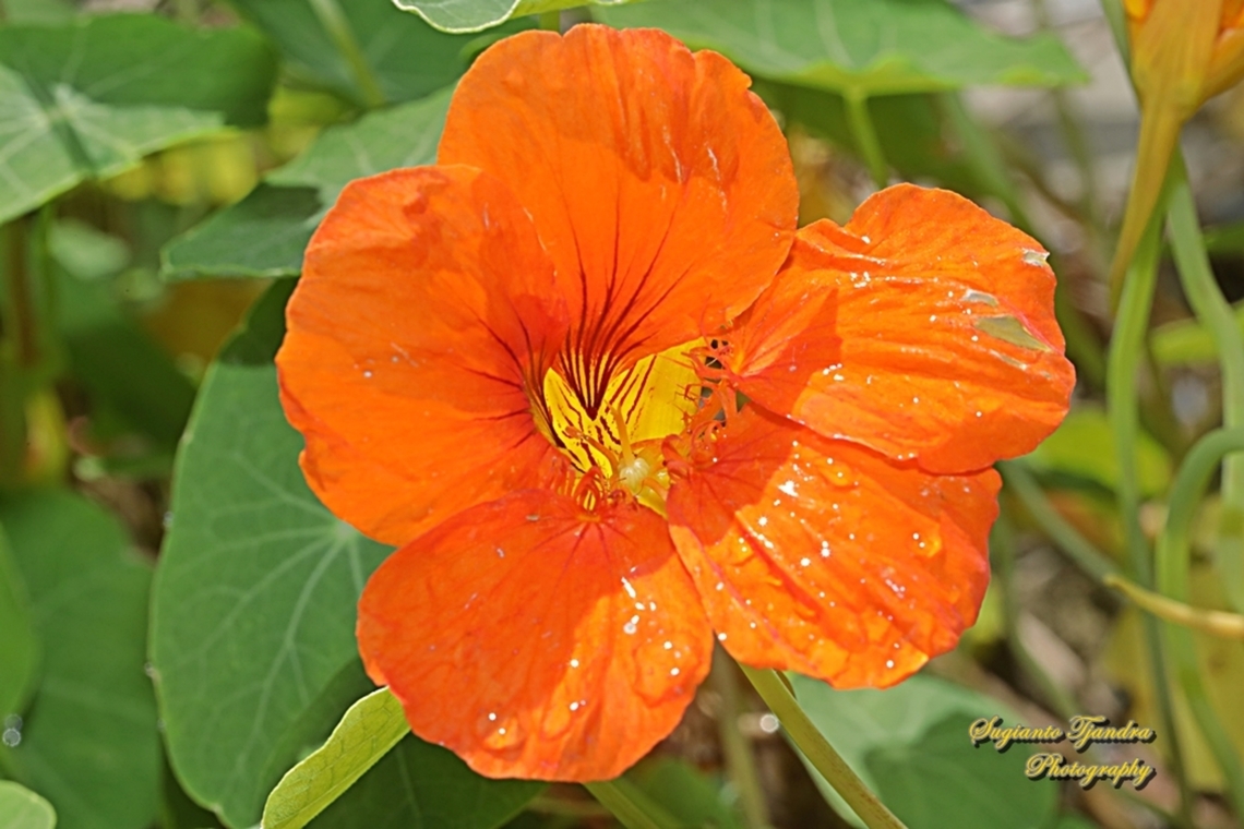 Garden Nasturtium flower, Tropaeolum majus  Australia,Fall,Geotagged,Indian cress,Tropaeolum majus