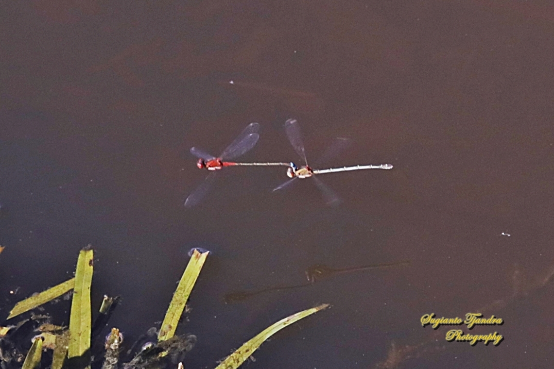 Red and Blue Damsel, Xanthagrion erythroneurum, family Coenagrionidae  Australia,Fall,Geotagged,Red and blue damsel,Xanthagrion erythroneurum