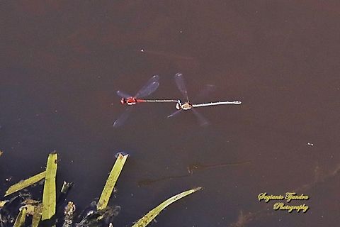Red and Blue Damsel, Xanthagrion erythroneurum, family Coenagrionidae  Australia,Fall,Geotagged,Red and blue damsel,Xanthagrion erythroneurum