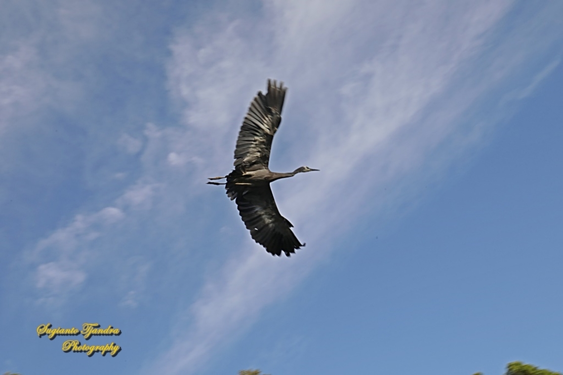 White-faced Heron, Egretta novaehollandiae "flying"  Australia,Egretta novaehollandiae,Fall,Geotagged,White-faced Heron