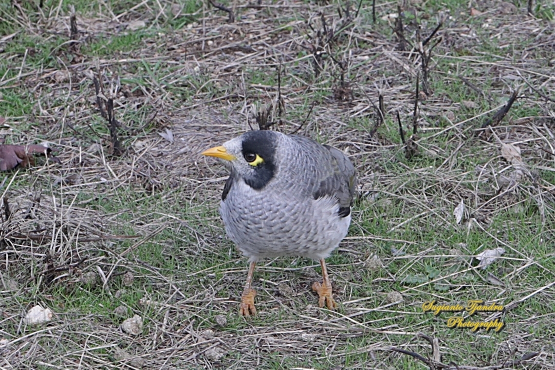 Noisy Miner, Manorina melanocephala, family Meliphagidae  Australia,Fall,Geotagged,Manorina melanocephala,Noisy miner
