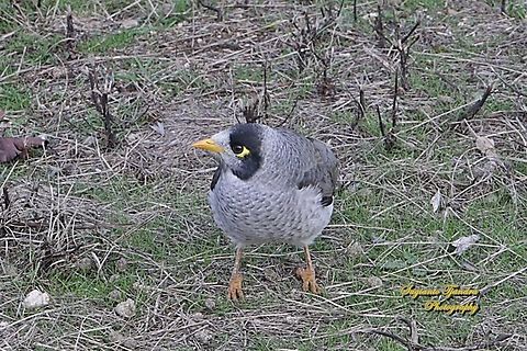 Noisy Miner, Manorina melanocephala, family Meliphagidae  Australia,Fall,Geotagged,Manorina melanocephala,Noisy miner