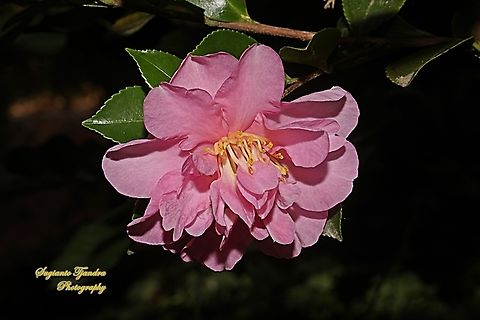 Pink Camellia flower  Australia,Fall,Geotagged