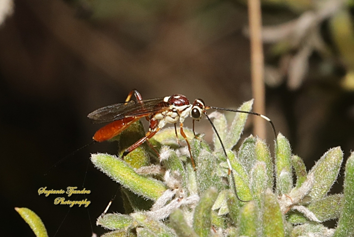 Brown-banded Ichneumon Wasp, Lissonota sp., Subfamily Banchinae, family Ichneumonidae  Australia,Fall,Geotagged