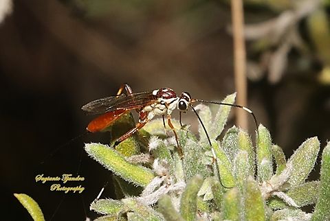 Brown-banded Ichneumon Wasp, Lissonota sp., Subfamily Banchinae, family Ichneumonidae  Australia,Fall,Geotagged