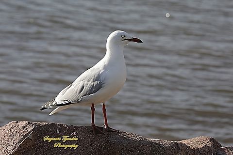 Silver Gull, Chroicocephalus novaehollandiae  Australia,Chroicocephalus novaehollandiae,Fall,Geotagged,Silver gull