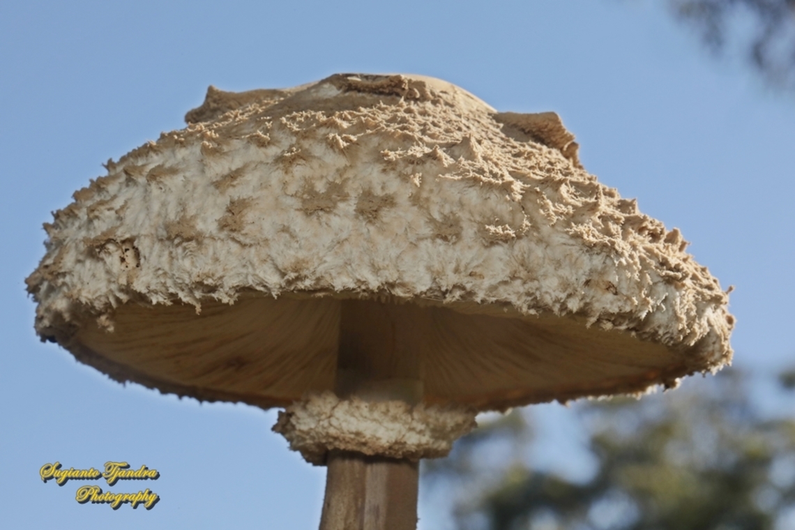 Parasol Mushroom, Macrolepiota procera  Australia,Fall,Geotagged,Macrolepiota procera