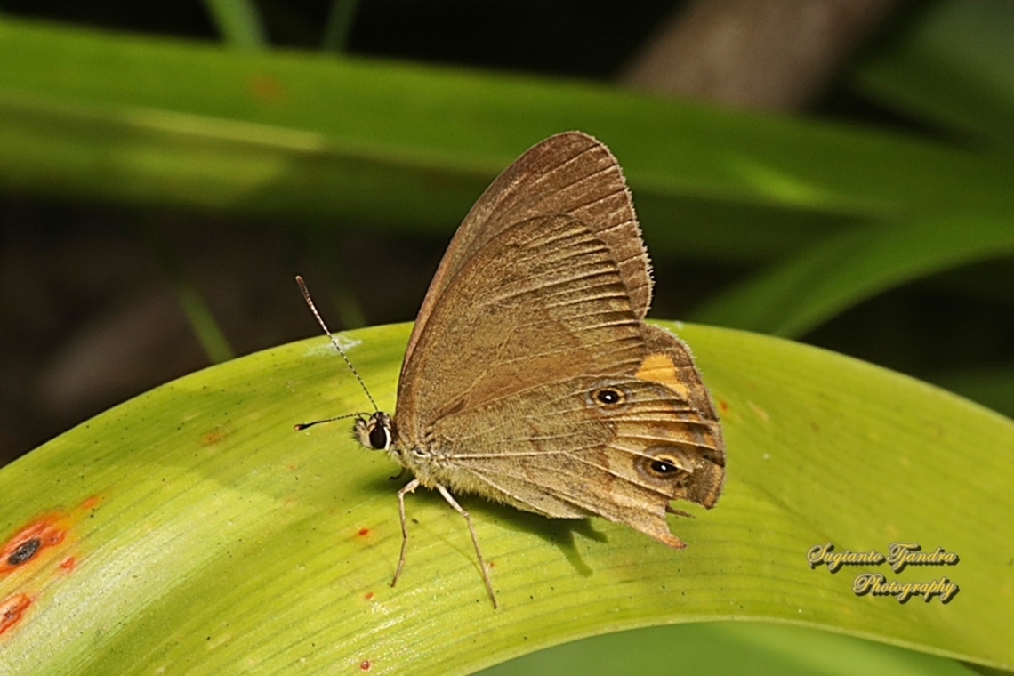 The common brown ringlet, Hypocysta metirius, family Nymphalidae - Lowerside  Australia,Common Brown Ringlet,Fall,Geotagged,Hypocysta metirius
