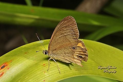 The common brown ringlet, Hypocysta metirius, family Nymphalidae - Lowerside  Australia,Common Brown Ringlet,Fall,Geotagged,Hypocysta metirius