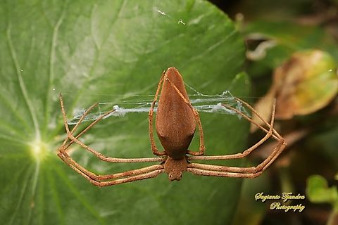 Rufous net-casting spider, Deinopis subrufa, family Deinopidae  Australia,Deinopis subrufa,Fall,Geotagged,Rufous Net-casting Spider