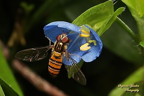 Grey-banded Hoverfly, Episyrphus sp., family Syrphidae "sucking nectar on the Climbing Dayflower, Commelina diffusa"  Australia,Fall,Geotagged