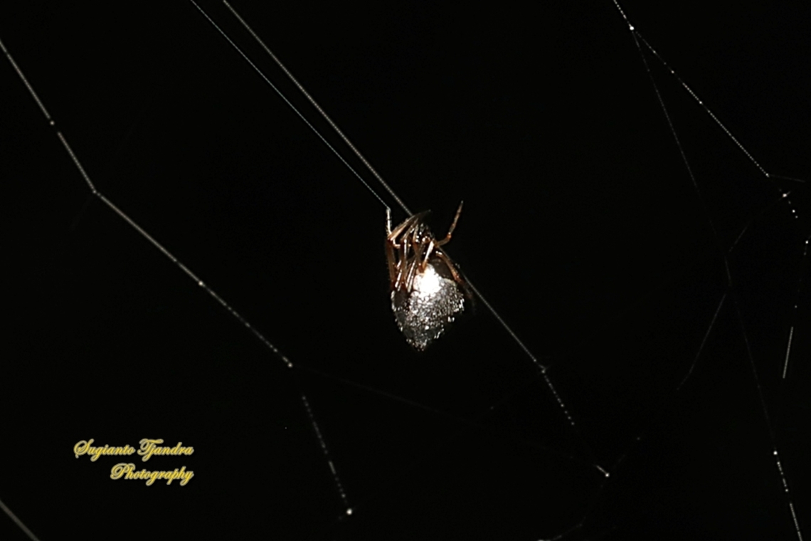 Dew drop spider, Argyrodes antipodianus, family Theridiidae  Argyrodes antipodianus,Australia,Dew drop spider,Fall,Geotagged