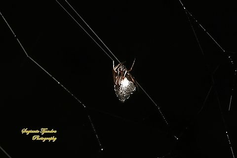 Dew drop spider, Argyrodes antipodianus, family Theridiidae  Argyrodes antipodianus,Australia,Dew drop spider,Fall,Geotagged