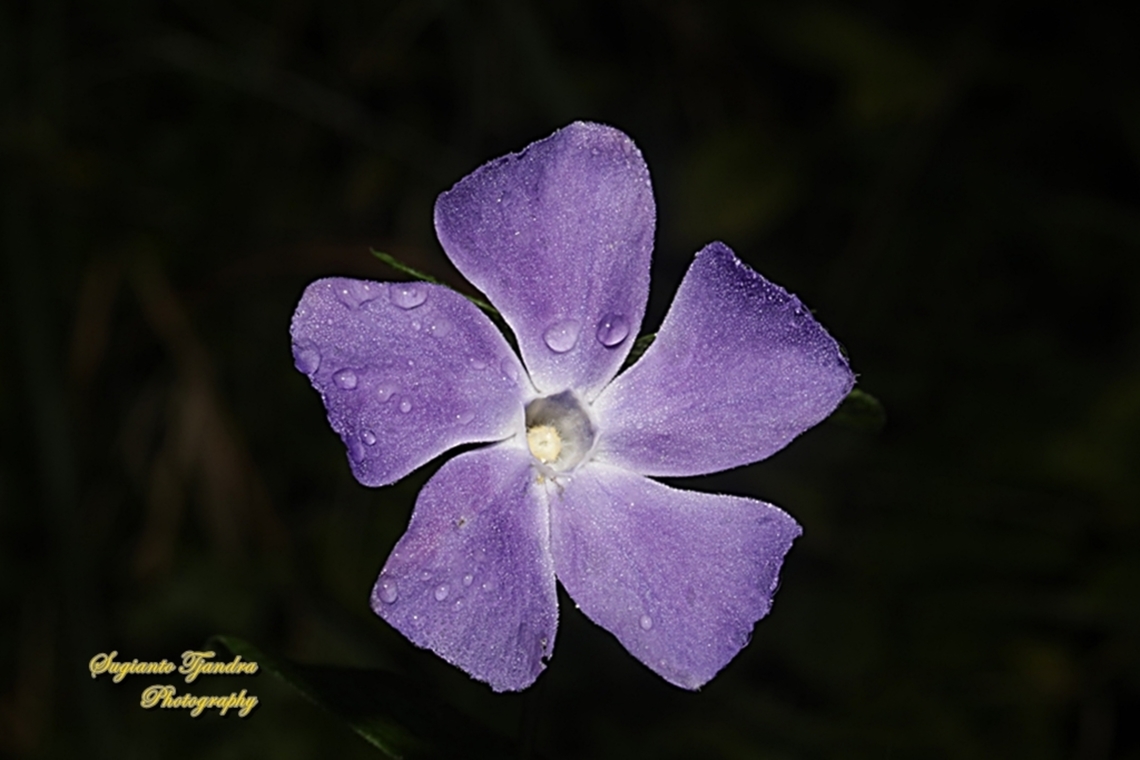 Greater Periwinkle, Vinca major  Australia,Blue periwinkle,Fall,Geotagged,Vinca major