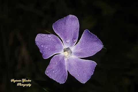 Greater Periwinkle, Vinca major  Australia,Blue periwinkle,Fall,Geotagged,Vinca major