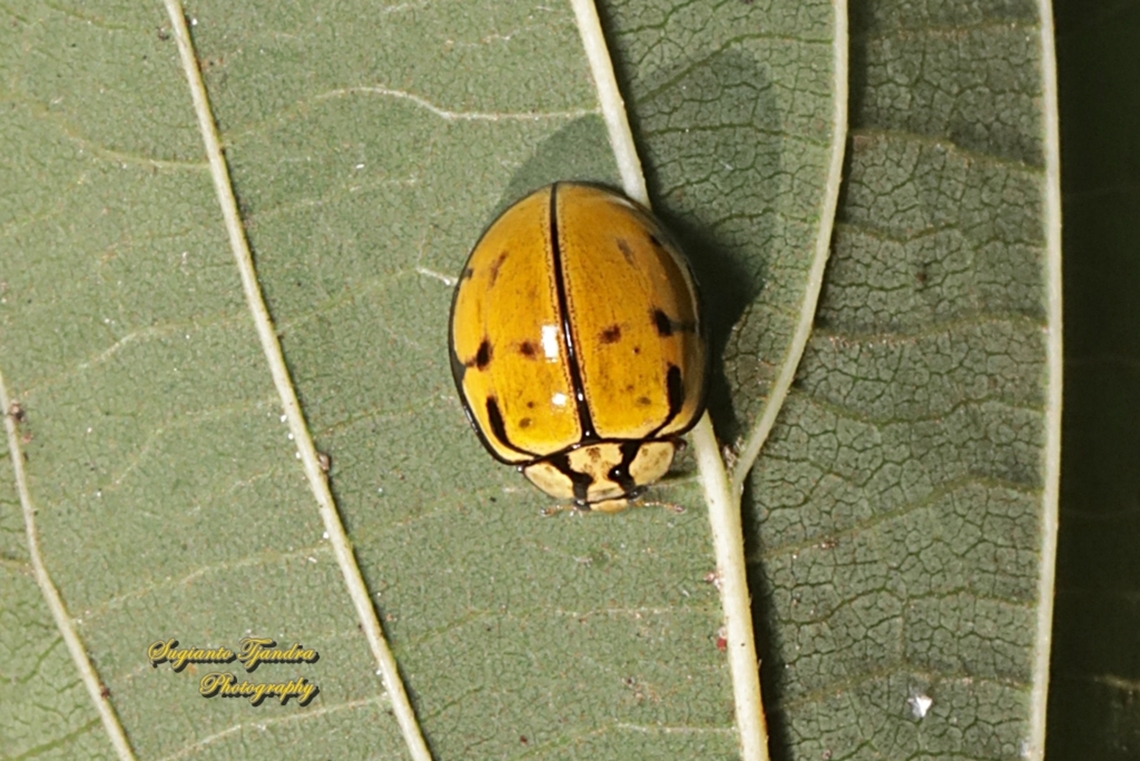 Tortoise-shelled Ladybird, Harmonia testudinaria, family Coccinellidae  Australia,Fall,Geotagged,Harmonia testudinaria,Tortoise-shelled ladybird