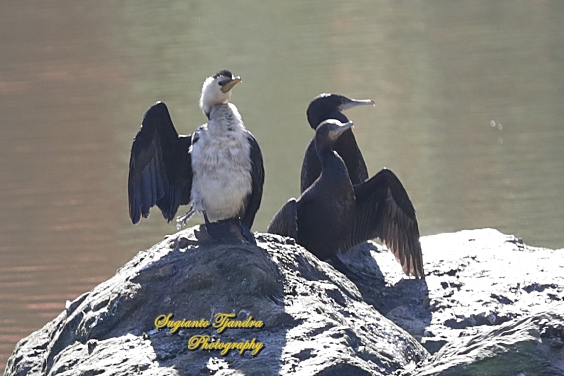 Black cormorant, Phalacrocorax carbo  Australia,Fall,Geotagged,Great Cormorant,Phalacrocorax carbo