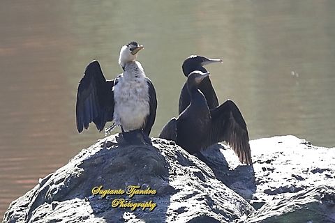 Black cormorant, Phalacrocorax carbo  Australia,Fall,Geotagged,Great Cormorant,Phalacrocorax carbo