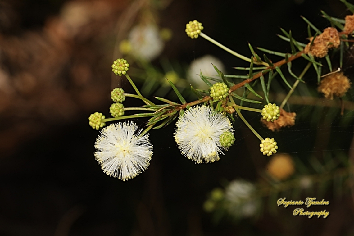 Juniper Wattle, Acacia ulicifolia  Acacia verticillata,Australia,Fall,Geotagged,Prickly moses