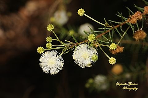 Juniper Wattle, Acacia ulicifolia  Acacia verticillata,Australia,Fall,Geotagged,Prickly moses