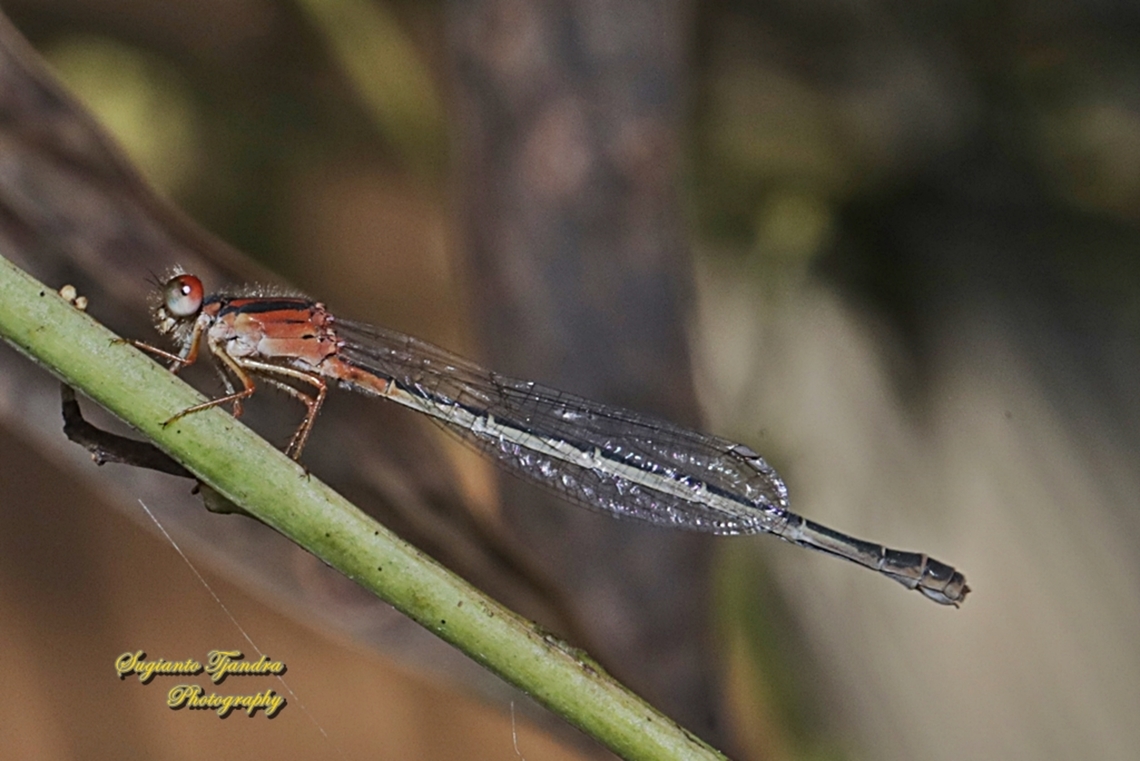 Red and Blue Damsel, Xanthagrion erythroneurum, family Coenagrionidae  Australia,Fall,Geotagged,Red and blue damsel,Xanthagrion erythroneurum