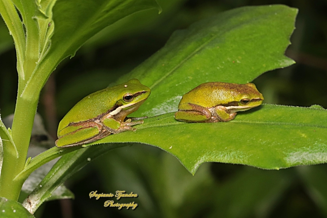 Eastern dwarf tree frog, Litoria fallax, family Pelodryadidae  Australia,Eastern dwarf tree frog,Fall,Geotagged,Litoria fallax