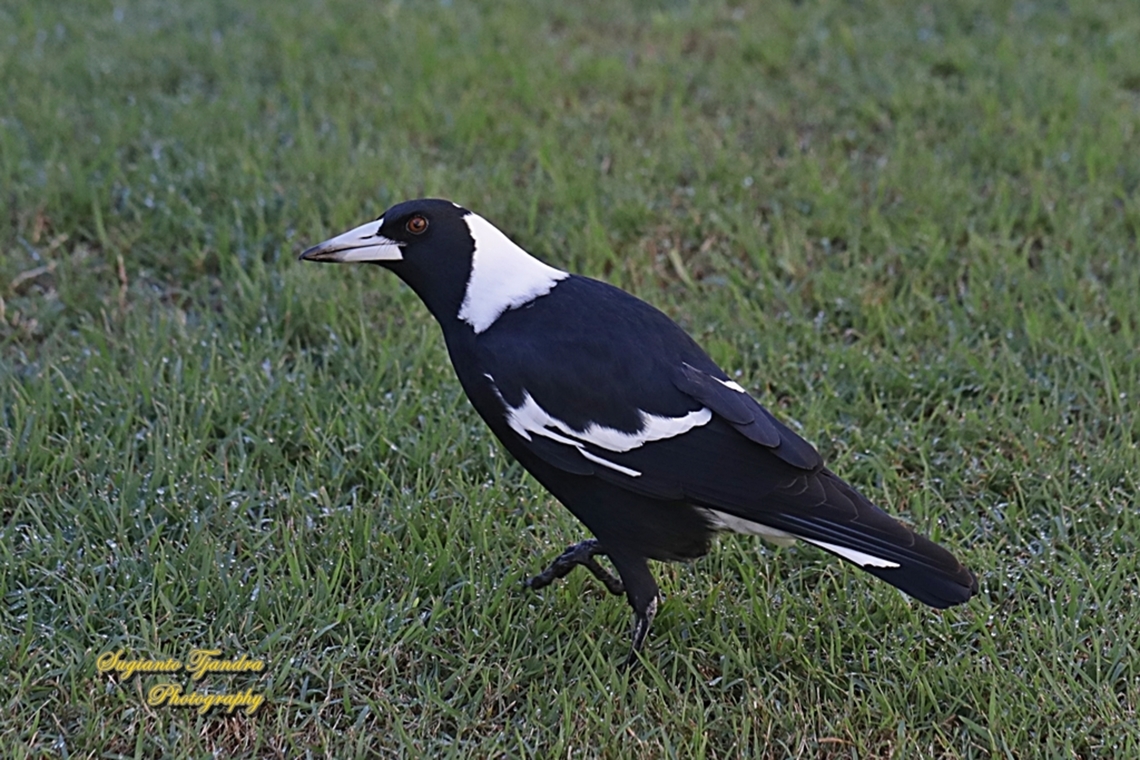 Australian Magpie, Gymnorhina tibicen  Australia,Australian magpie,Fall,Geotagged,Gymnorhina tibicen