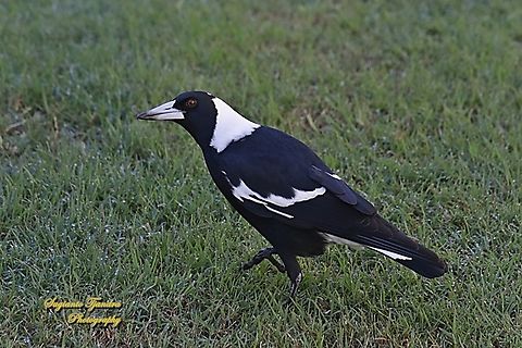 Australian Magpie, Gymnorhina tibicen  Australia,Australian magpie,Fall,Geotagged,Gymnorhina tibicen