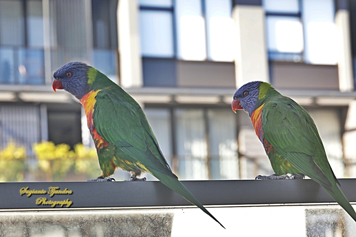 Rainbow Lorikeet, Trichoglossus moluccanus, family Psittaculidae  Australia,Fall,Geotagged,Rainbow lorikeet,Trichoglossus moluccanus