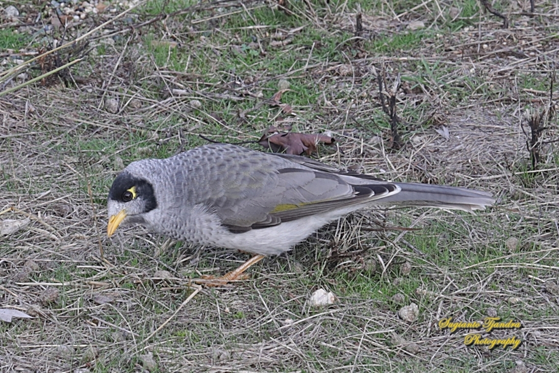 Noisy Miner, Manorina melanocephala, family Meliphagidae  Australia,Fall,Geotagged,Manorina melanocephala,Noisy miner