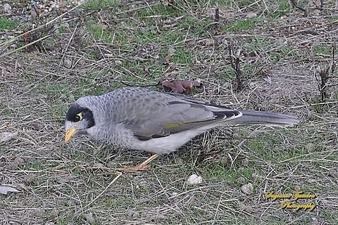 Noisy Miner, Manorina melanocephala, family Meliphagidae  Australia,Fall,Geotagged,Manorina melanocephala,Noisy miner