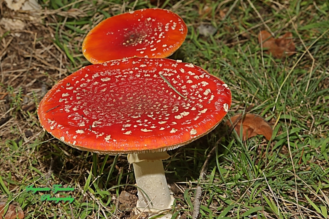 Fly Agaric, Amanita muscaria  Amanita muscaria,Australia,Fall,Fly agaric,Geotagged