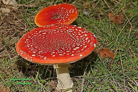 Fly Agaric, Amanita muscaria  Amanita muscaria,Australia,Fall,Fly agaric,Geotagged