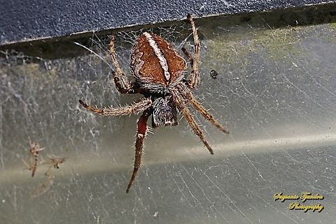 Garden orb-weaver spider, Hortophora (Previously Eriophora) transmarina- striped female, family Araneidae  Australia,Australian garden orb weaver,Fall,Geotagged,Hortophora transmarina