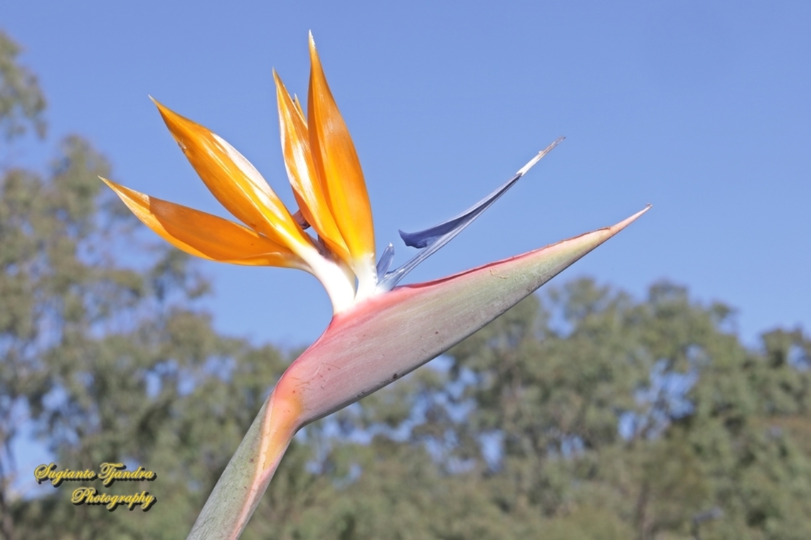 Common Bird-of-paradise Flower, Strelitzia reginae  Australia,Bird of Paradise flower,Fall,Geotagged,Strelitzia reginae