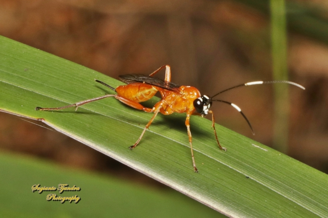 Black-headed Orange Wasp, Gavrana spinosa, Family ICHNEUMONIDAE  Australia,Black-headed Orange Wasp,Fall,Gavrana spinosa,Geotagged
