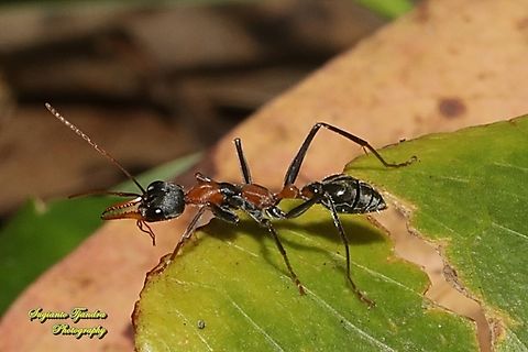 Jumping Jack Ant, Myrmecia nigrocincta, family Formicidae  Australia,Fall,Geotagged,Jumper ant,Myrmecia nigrocincta