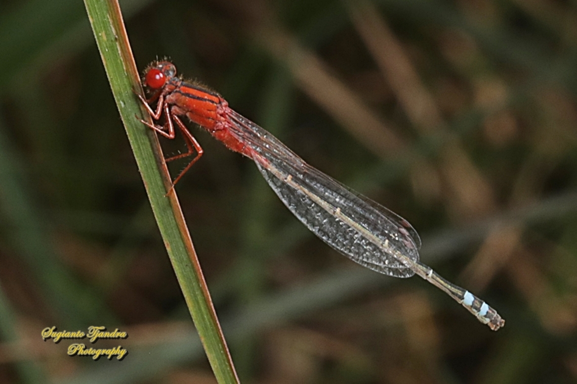 Red and Blue Damsel, Xanthagrion erythroneurum, family Coenagrionidae  Australia,Fall,Geotagged,Red and blue damsel,Xanthagrion erythroneurum