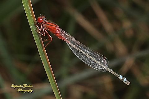 Red and Blue Damsel, Xanthagrion erythroneurum, family Coenagrionidae  Australia,Fall,Geotagged,Red and blue damsel,Xanthagrion erythroneurum