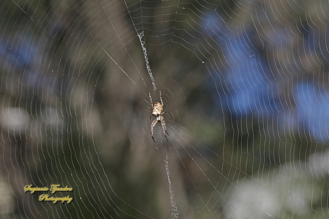 Eastern bush orb-weaver spider, Plebs eburnus, family Araneidae  Australia,Eastern Grass Orb-weaver,Fall,Geotagged,Plebs eburnus