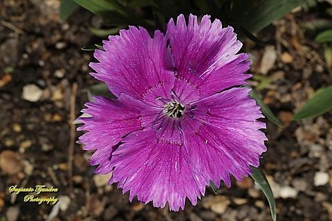 Sweet William, Dianthus barbatus, family Caryophyllaceae  Australia,Dianthus barbatus,Fall,Geotagged,Sweet William