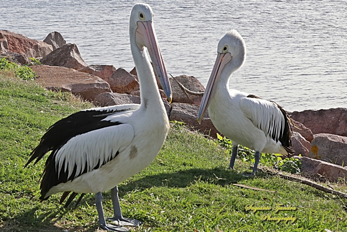 Australian Pelicans, Pelecanus conspicillatus, family Pelecanidae  Australia,Australian Pelican,Fall,Geotagged,Pelecanus conspicillatus