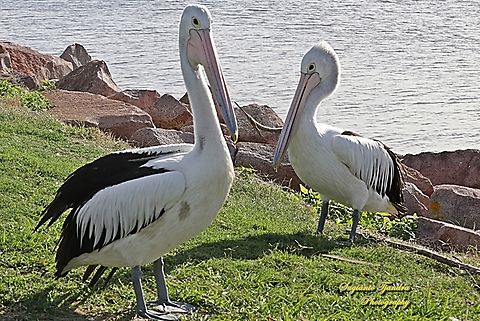 Australian Pelicans, Pelecanus conspicillatus, family Pelecanidae  Australia,Australian Pelican,Fall,Geotagged,Pelecanus conspicillatus