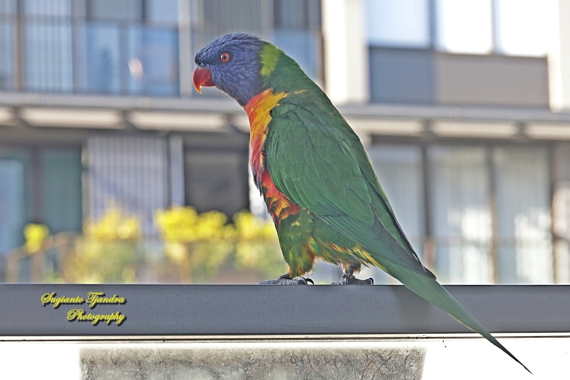 Rainbow Lorikeet, Trichoglossus moluccanus, family Psittaculidae  Australia,Fall,Geotagged,Rainbow lorikeet,Trichoglossus moluccanus