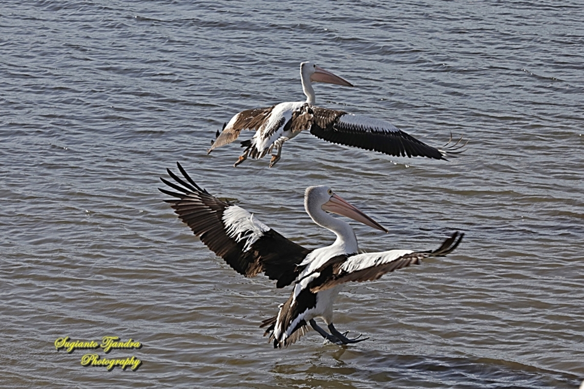 Australian Pelicans, Pelecanus conspicillatus, family Pelecanidae  Australia,Australian Pelican,Fall,Geotagged,Pelecanus conspicillatus
