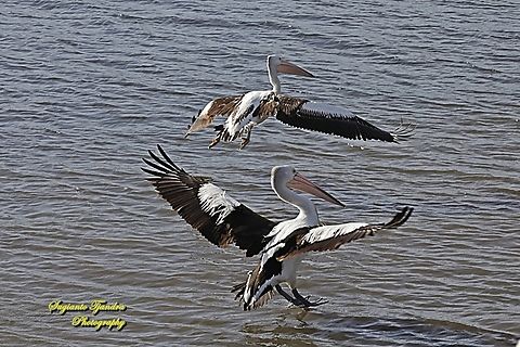 Australian Pelicans, Pelecanus conspicillatus, family Pelecanidae  Australia,Australian Pelican,Fall,Geotagged,Pelecanus conspicillatus