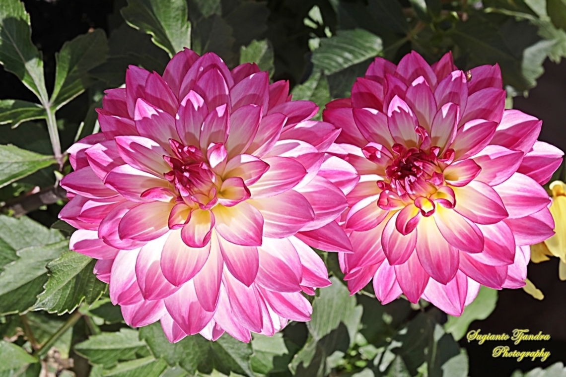 Garden Dahlia flower, Dahlia pinnata, family Asteraceae  Australia,Dahlia pinnata,Fall,Garden Dahlia,Geotagged