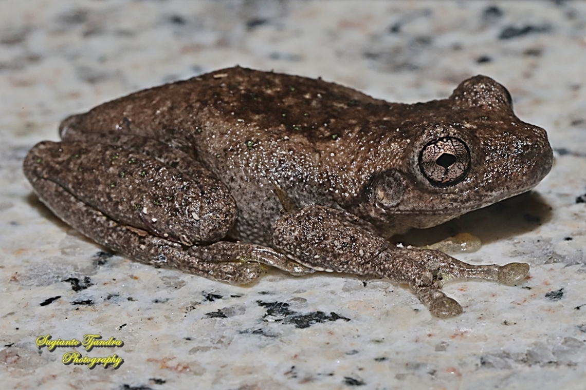Peron's tree frog, Litoria peronii  Australia,Fall,Geotagged,Litoria peronii,Perons tree frog