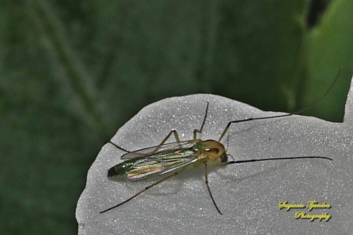 Green Midge, Chironomus Sp., family Chirnomidae  Australia,Fall,Geotagged