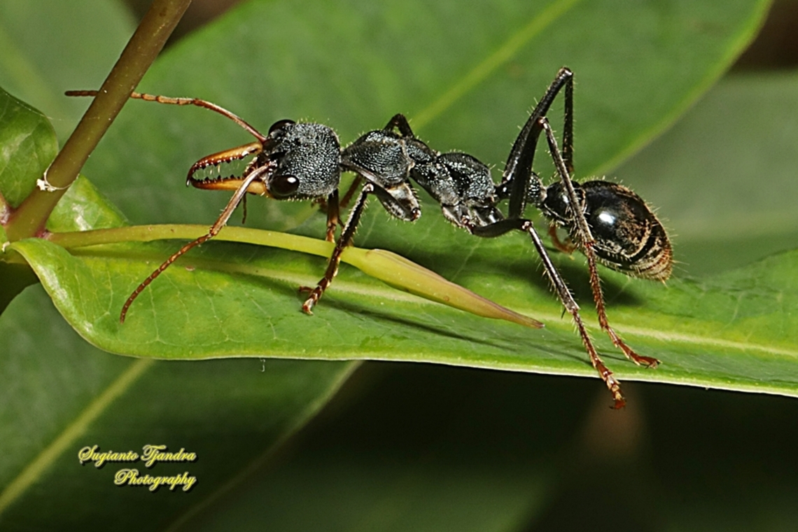 Australian Jumper Ant, Myrmecia tarsata, family Formicidae  Australia,Fall,Geotagged,Myrmecia tarsata